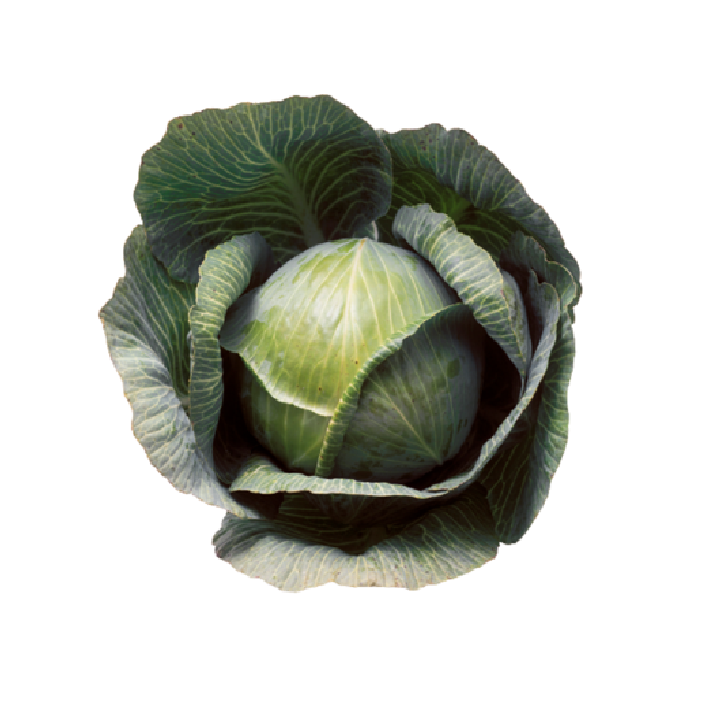 Cabbage 5