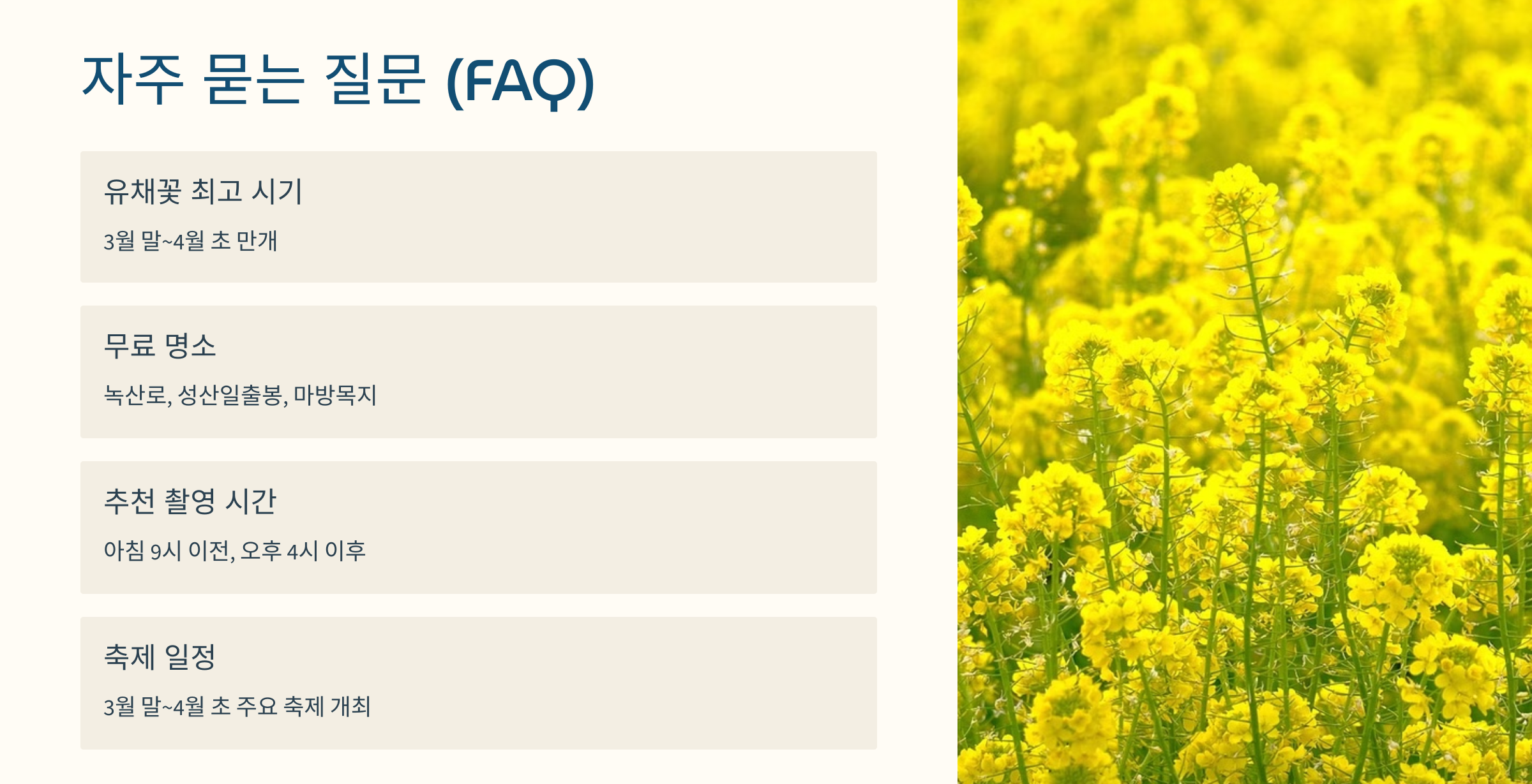 유채꽃 사진