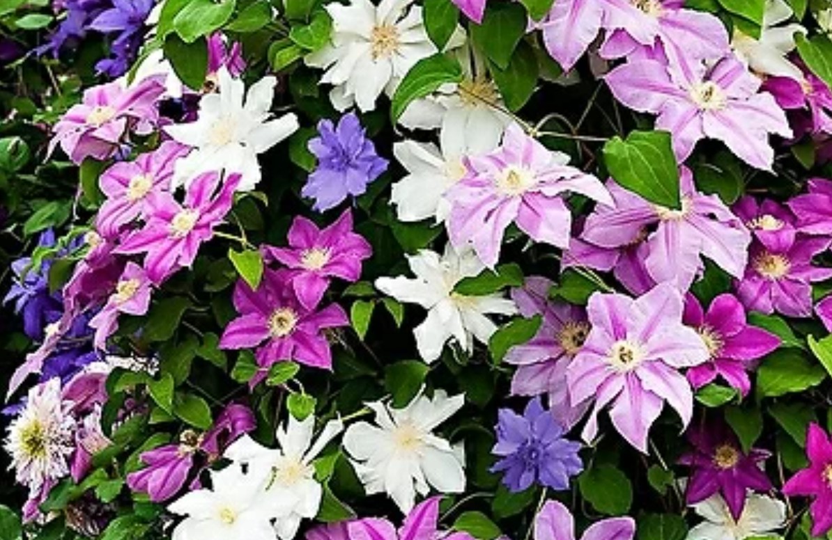 4월 꽃 선물 추천