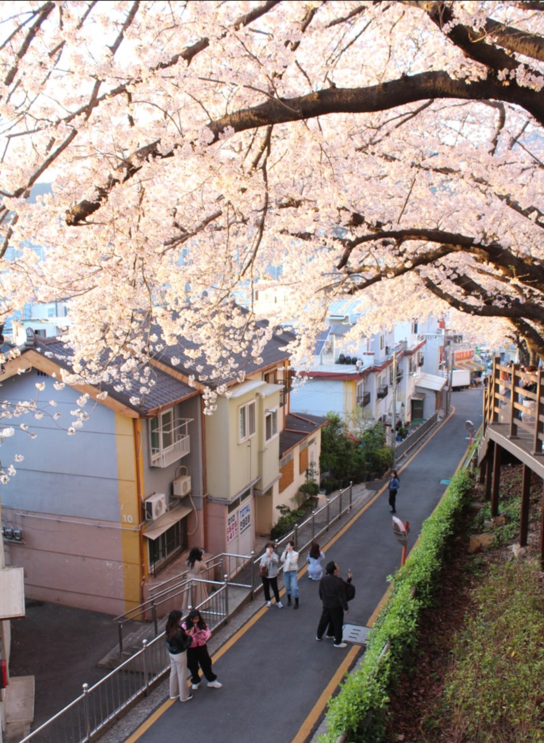 전국 벚꽃 명소 벚꽃길 핫플레이스 10곳 추천