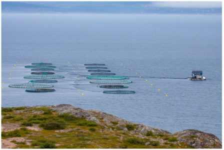 Fish farming
