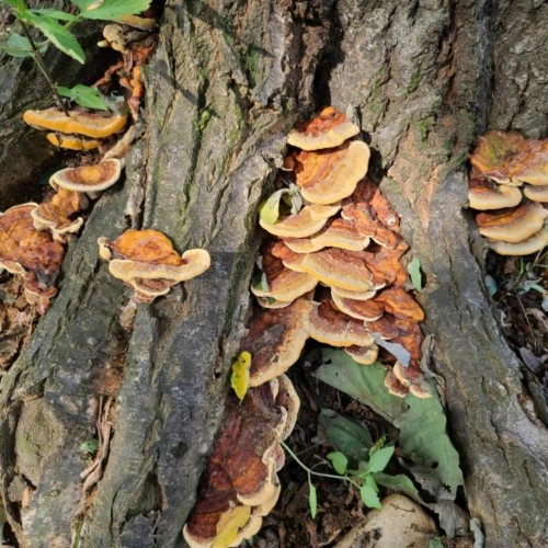 산에 자라는 자연산 영지버섯