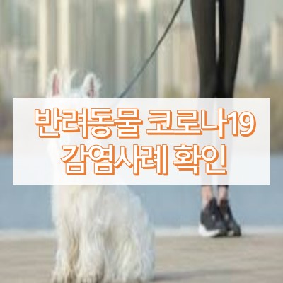 반려동물 코로나19 감염