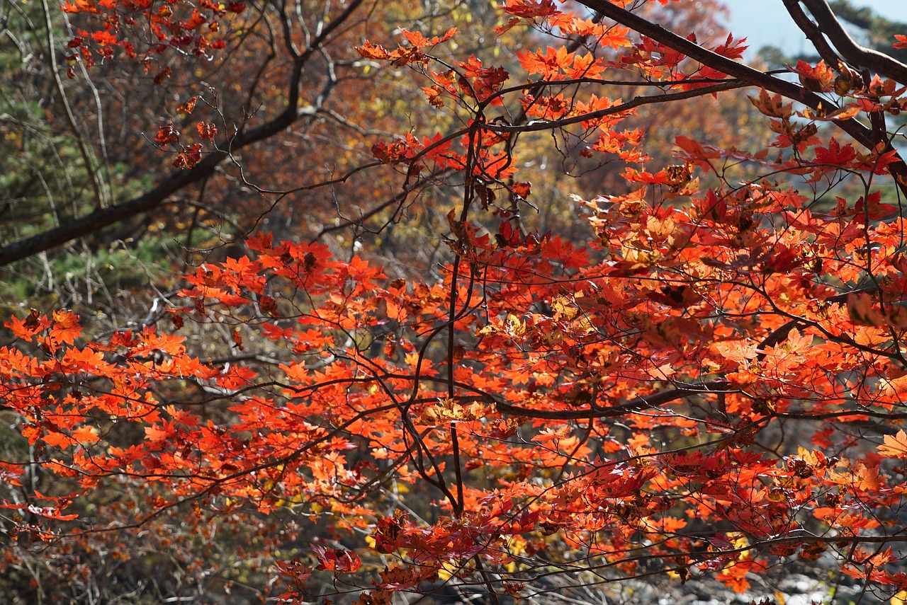 가을여행 추천🍁 낭만 가득한 국내 가을 여행지 BEST 5
