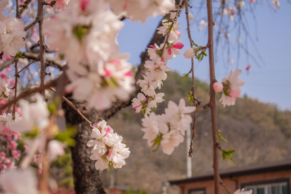 대구근교 고령 도진마을 무릉원 능수도화 꽃구경🌸