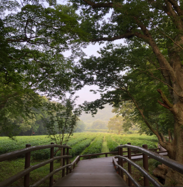 고창 선운사 입구 이미지