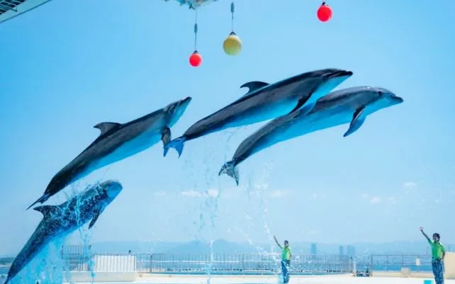 후쿠오카-여행-추천-마린월드-우미노나카미치-수족관-돌고래쇼-모습