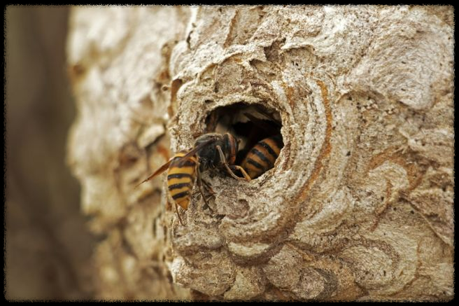 가을 산행에서 벌과 뱀 조심하는 법 - 안전한 산행을 위한 필수 가이