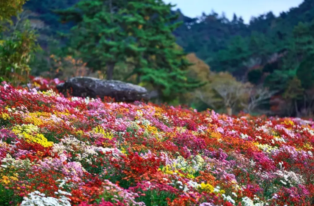 화순 고인돌 가을꽃 축제 일정 프로그램 입장료 주변 맛집 숙소 교통