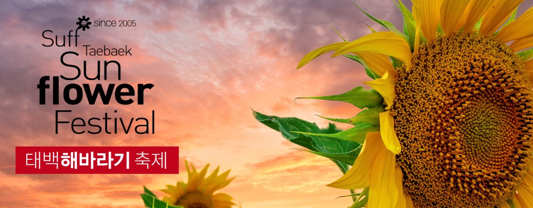 2024태백해바라기축제