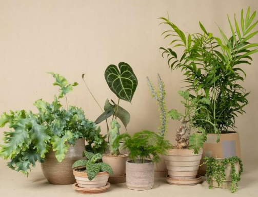작은 집 원룸 효율적인 식물 배치 방법