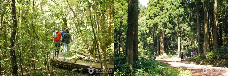 제주 서귀포시 치유호근마을