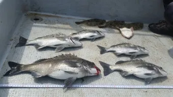 디낚 점주조황 인낚 부낚 어부지리 바다낚시_24