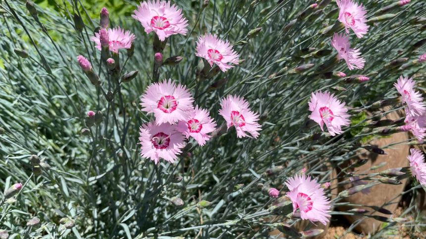 양평 갤러리 카페 카포레 꽃들