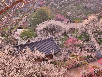 대한민국 매화가 유명한 여행지 톱 5
