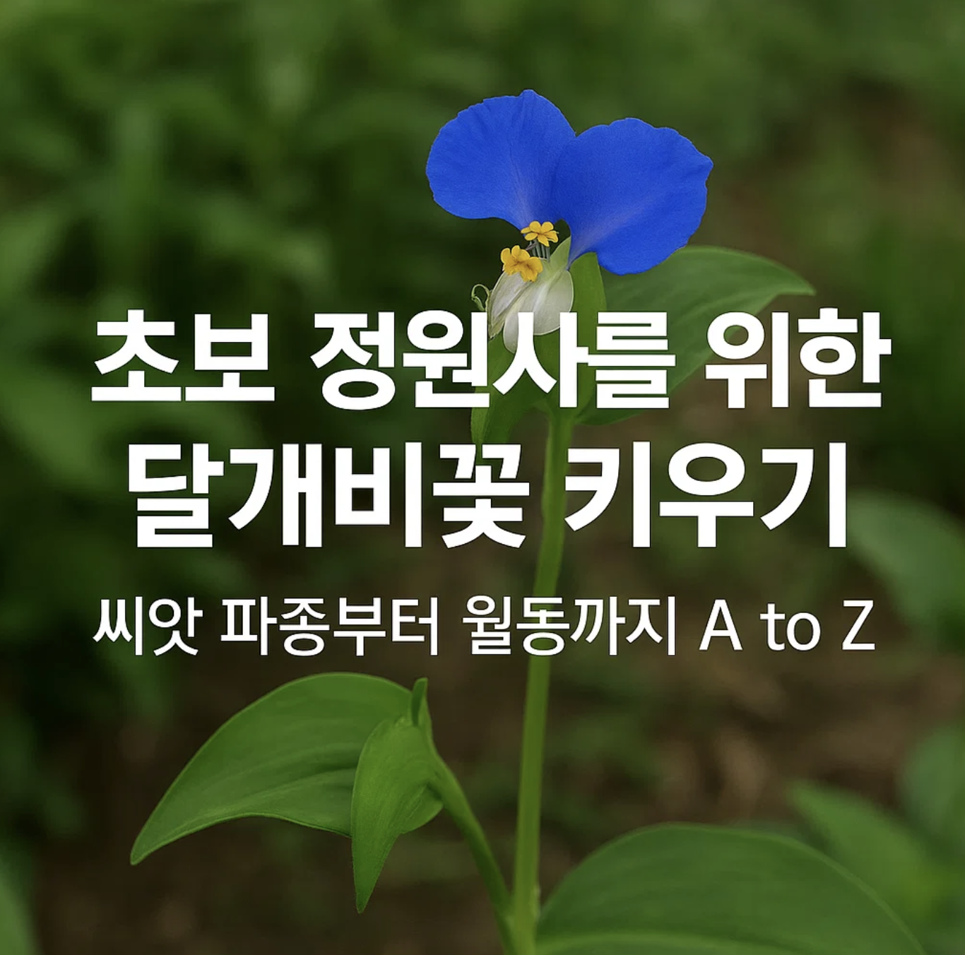 초보 정원사를 위한 달개비꽃 키우기, 씨앗 파종부터 월동까지 A to Z