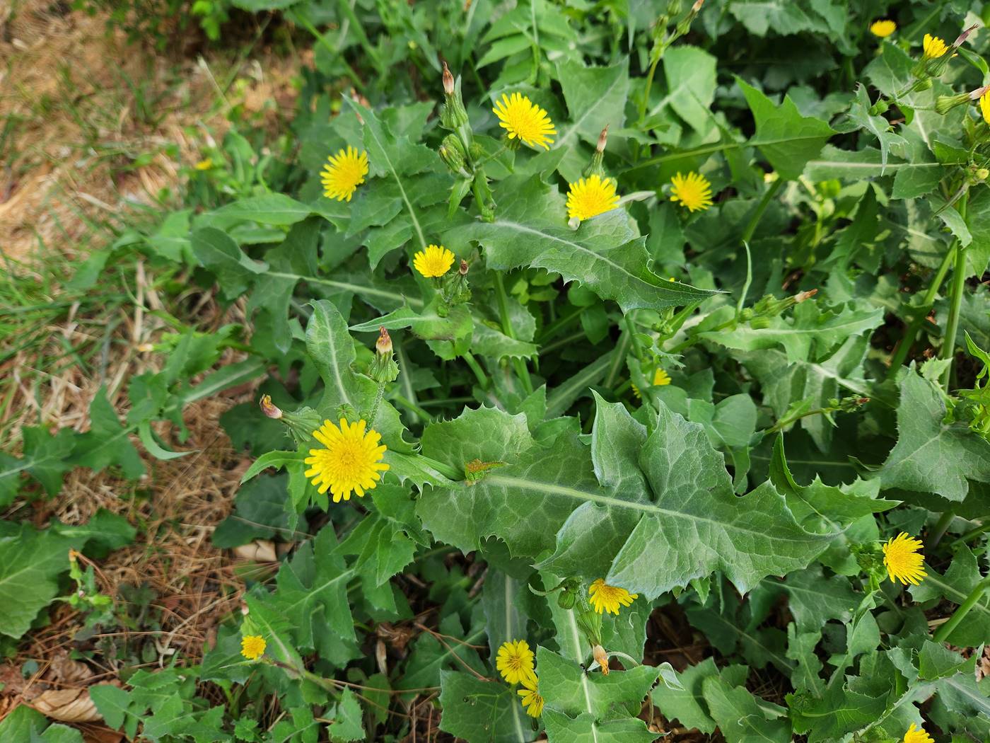 방가지똥(청채)