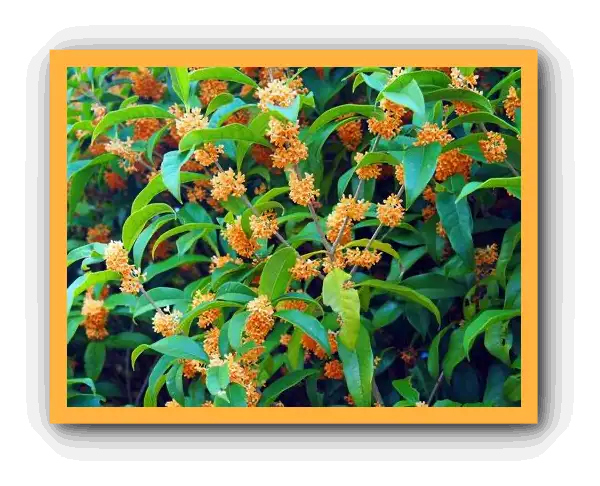 금목서 향기와 꽃말