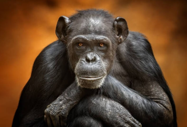 2024년 원숭띠 운세