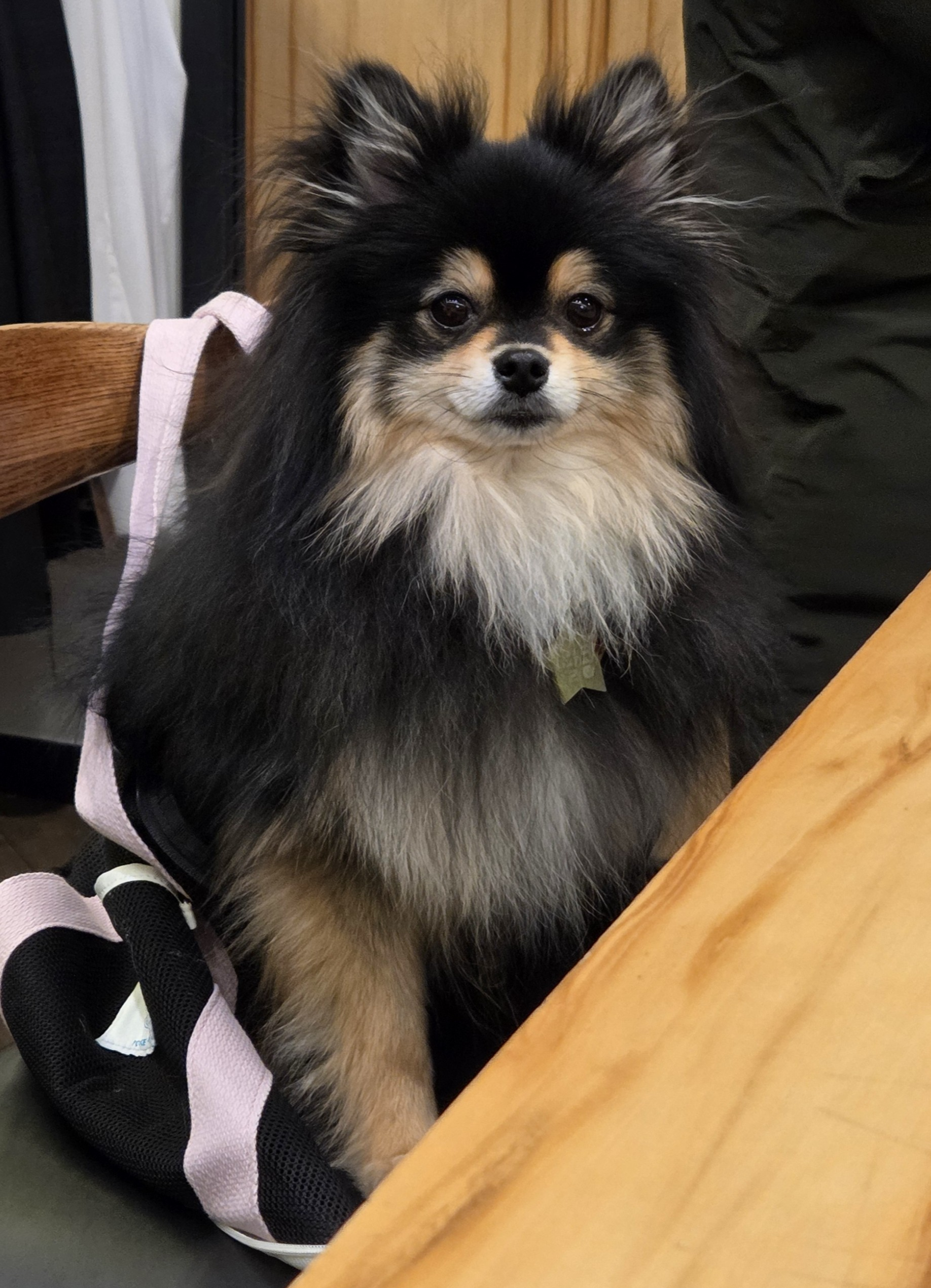 간식 달라고 요구 중인 달콩