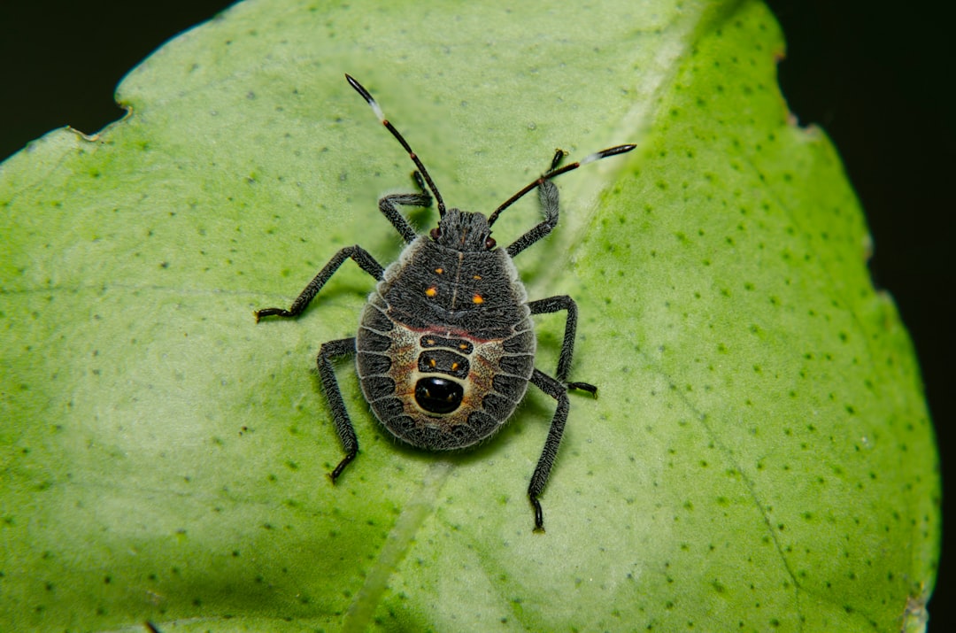 bugs