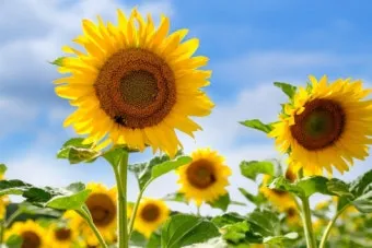 8월에 피는 꽃 이름 종류별 특징 정리 보기_7