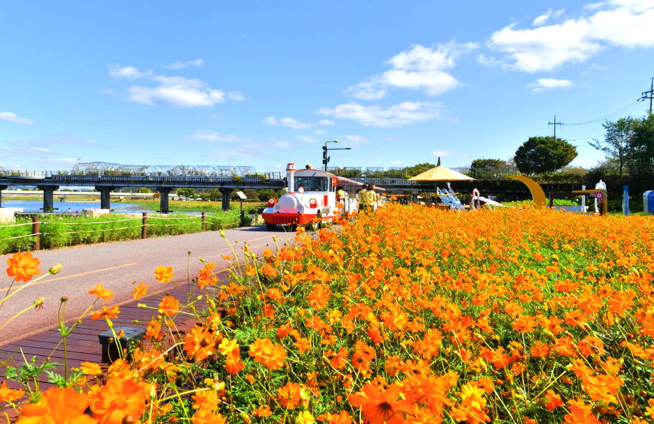 장성 황룡강 길동무 꽃길축제