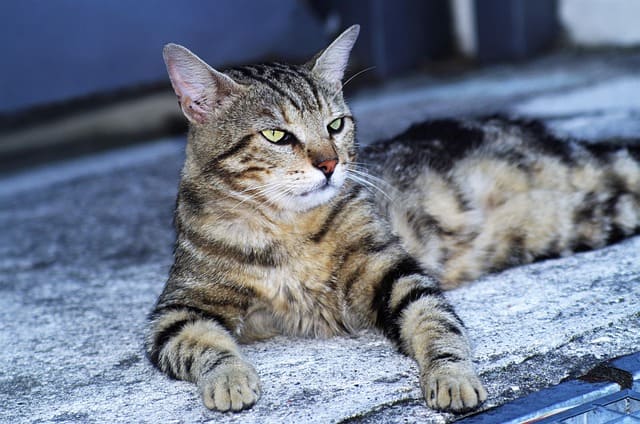 인천 영흥도 고양이역
