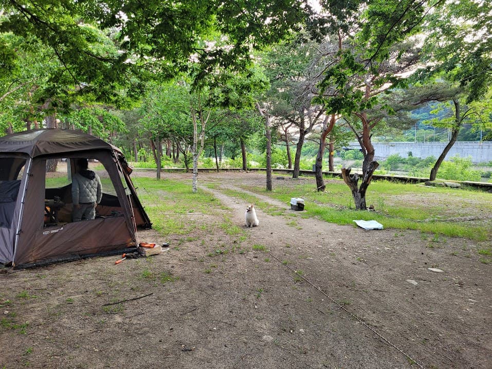 넓은 사이트와 강아지 모습