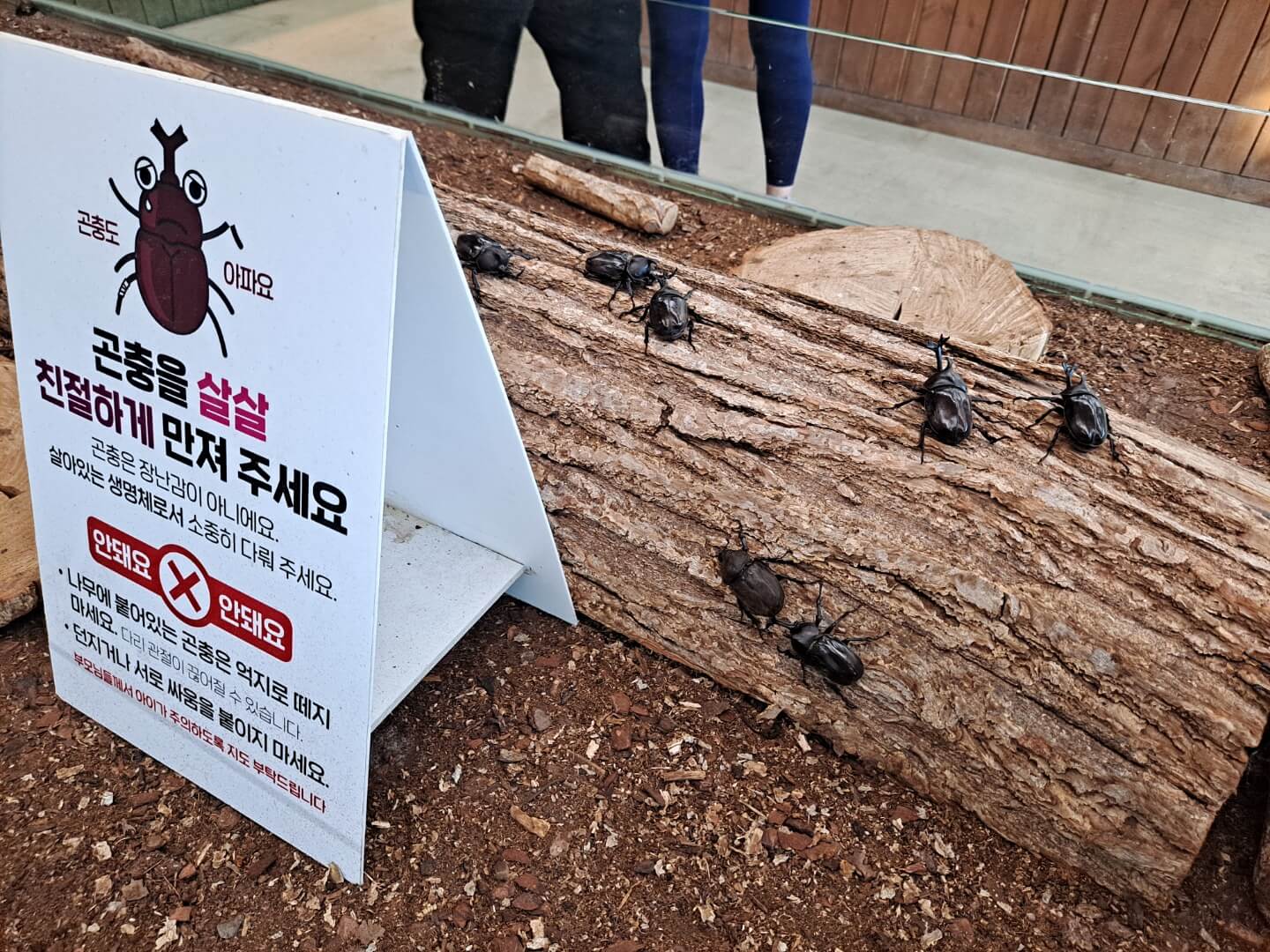 용인 가볼만한곳 곤충테마파크