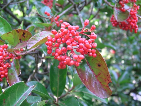 아왜나무 열매1