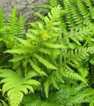 고사리 효능과 부작용 고르는법 칼로리