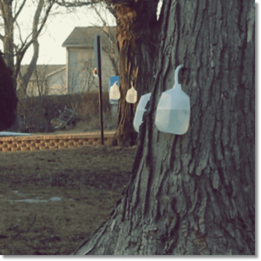 고로쇠물 효능과 영양소, 건강에 좋은 이유 6가지