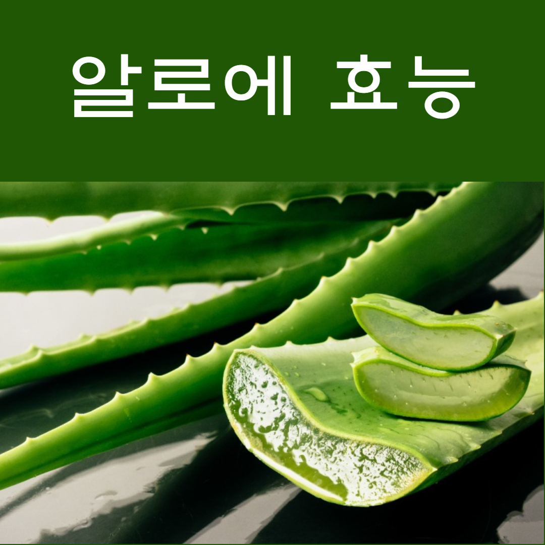 알로에 효능 부작용