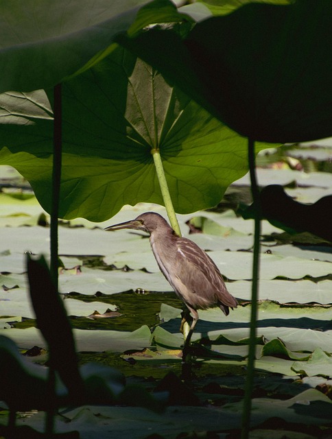 세미원 연꽃문화제 개화시기