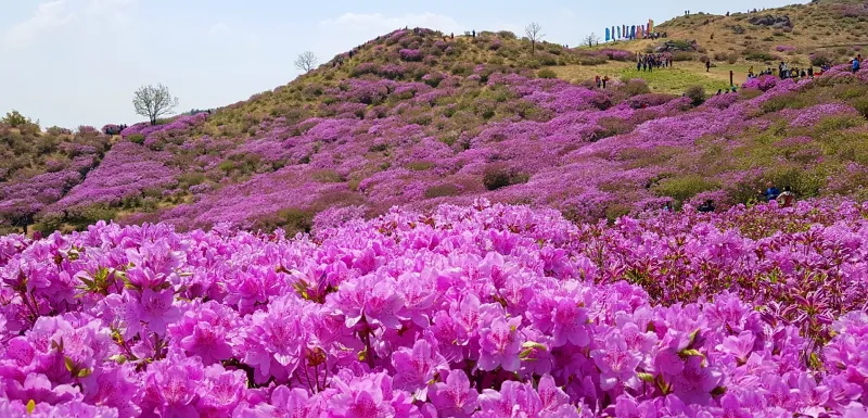 합천 황매산