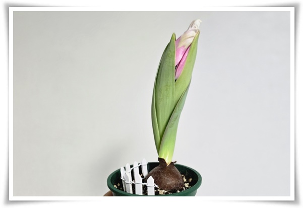 "튤립" 매력적인 봄의 대표적인 꽃, 튤립의 매력!