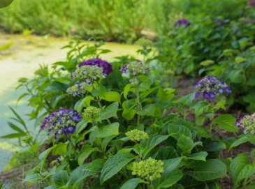 태안 청산수목원 여행지