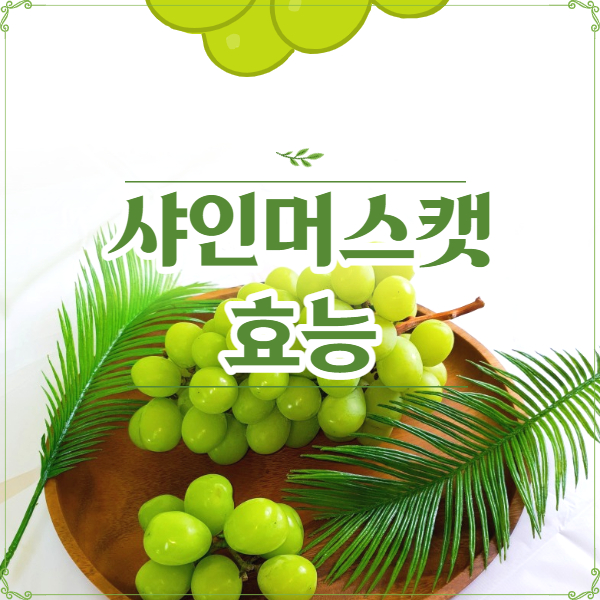 샤인머스켓 효능│샤인머스켓 효능 알고 드세요!