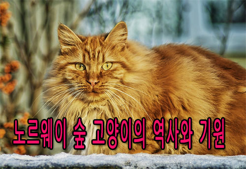 노르웨이 숲 고양이의 외모 특징과 매력
