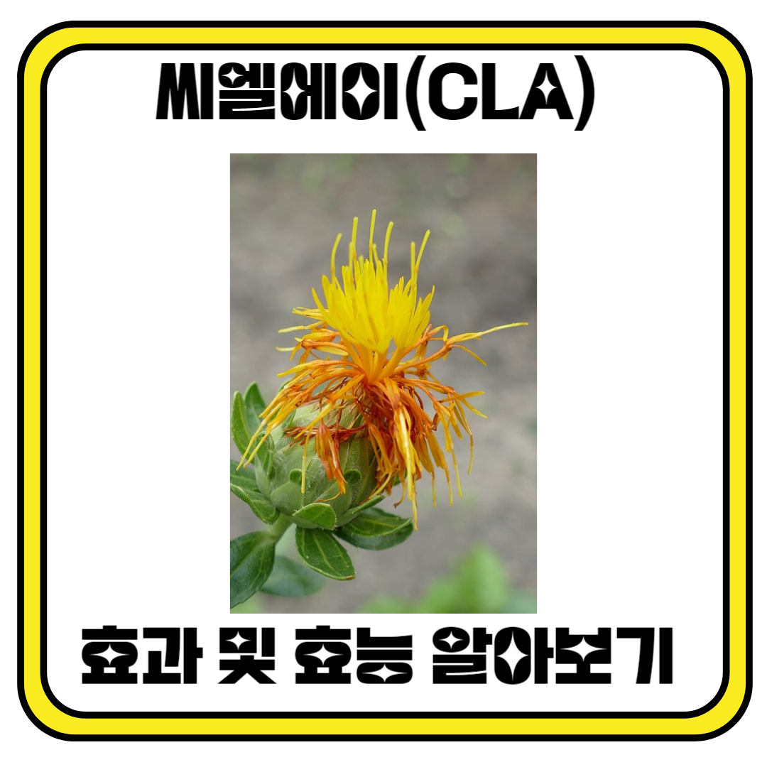씨엘에이(CLA) 효과 및 효능 알아보기
