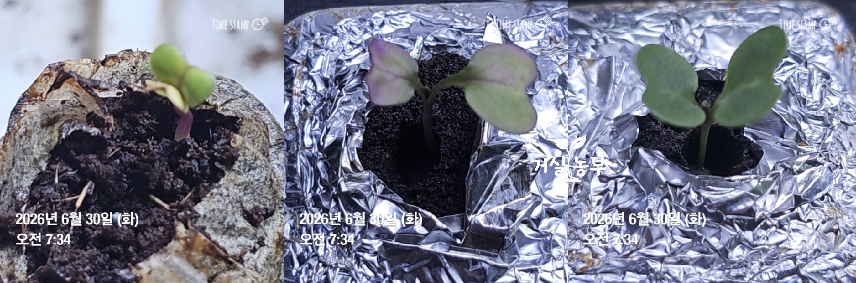 6월 30일 피트모스 어둠 빛 조건에서 발아한 케일 새싹 비교