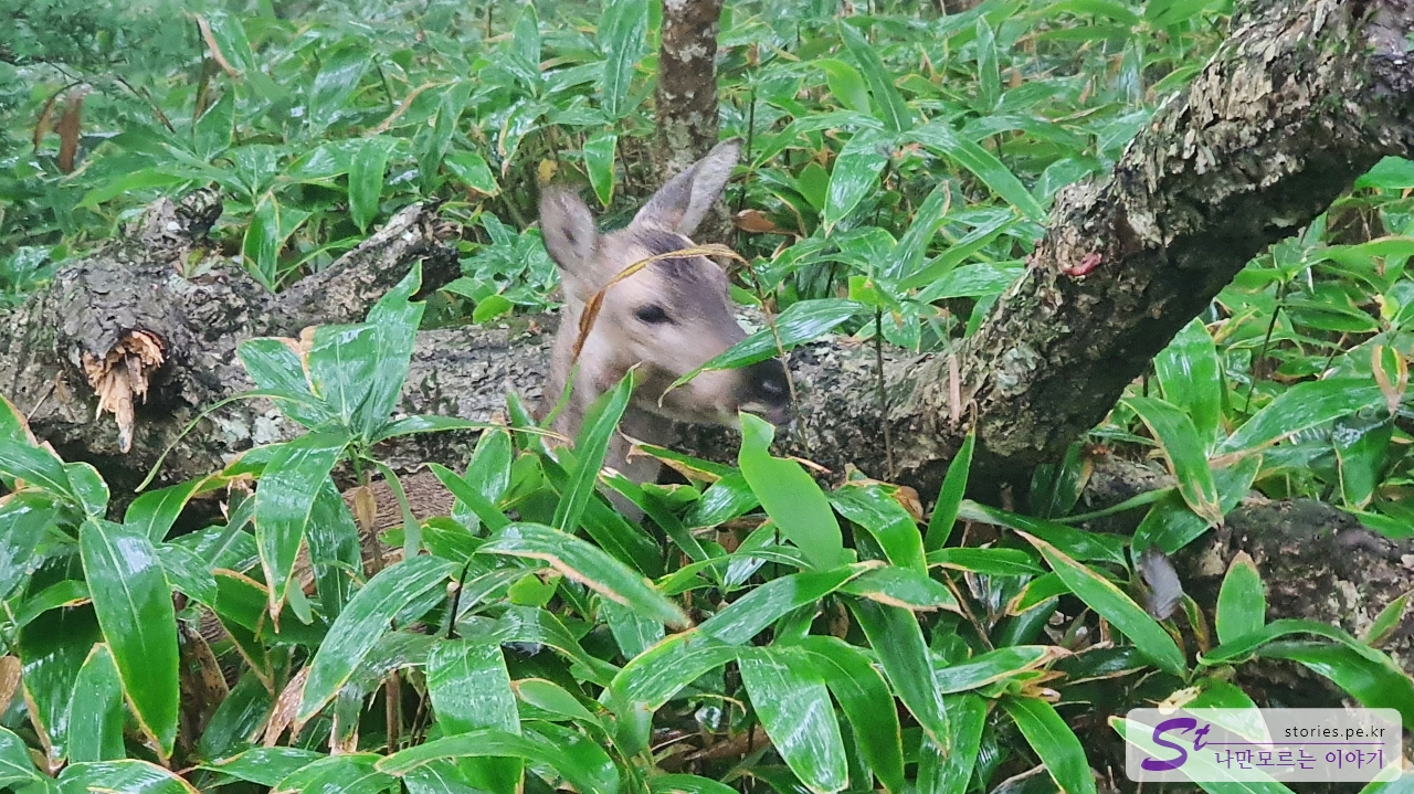 올라가는 길에 만난 고라니