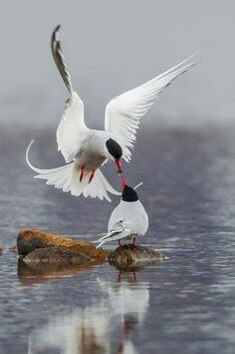 강가에-떠있는-나무에-앉아있는-새끼에게-먹이를-물어주는-흰-어미새