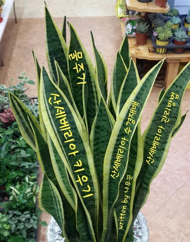 &amp;quot;산세베리아