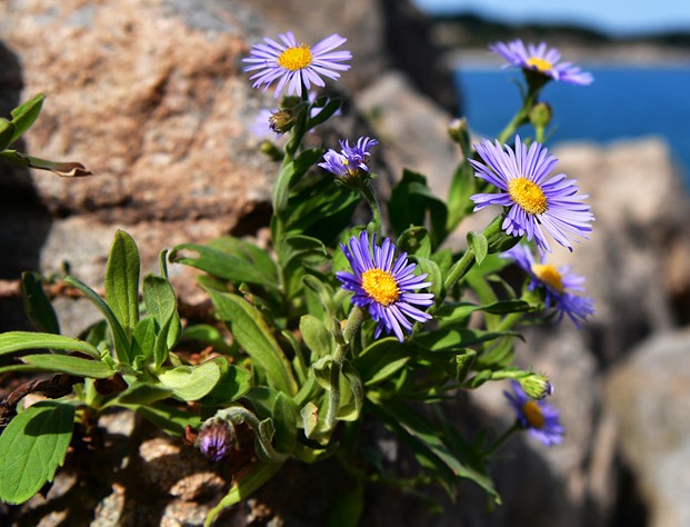 고현정다이어트-슬림웨이-다이어트-성분