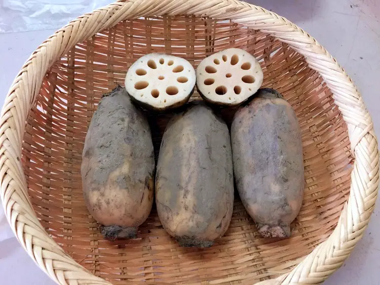 생방송오늘저녁 경기 김포 무농약 친환경 연근 연잎 연자 연꽃 전국 택배 온라인 전화 주문 추천