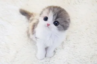 스코티시폴드 고양이 유전병_11