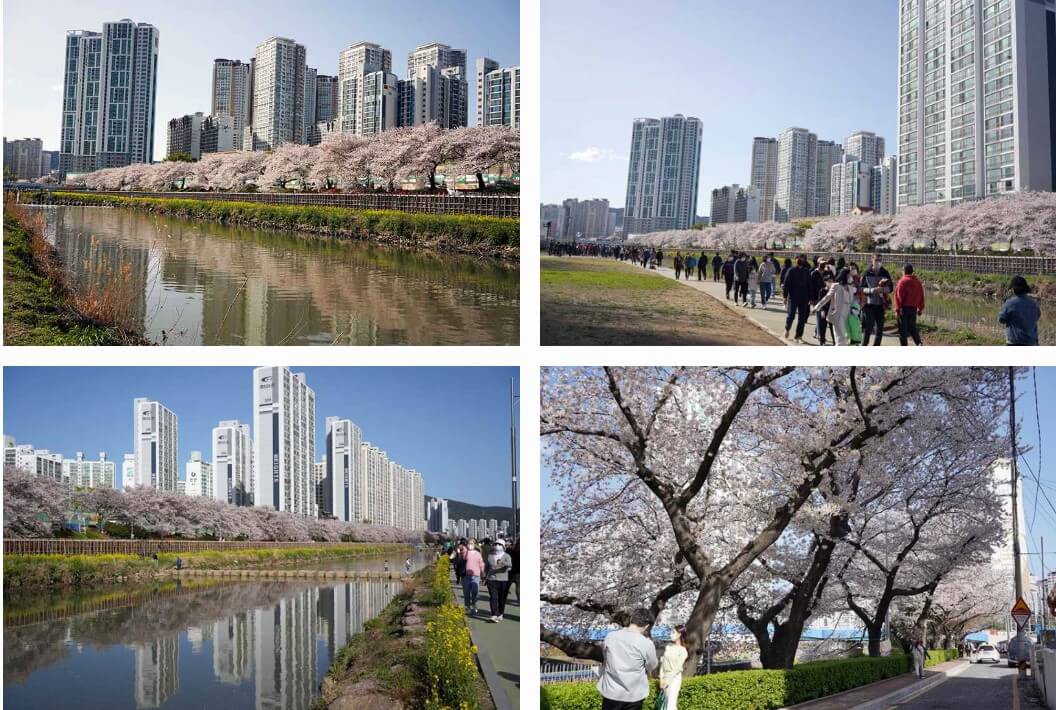 온천천