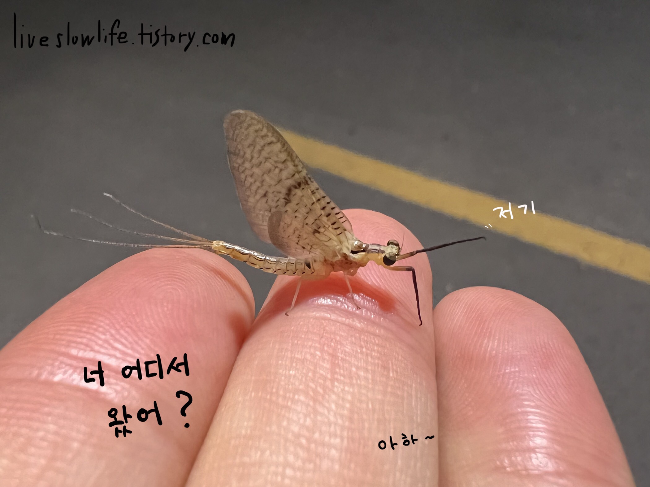 손바닥 위 하루살이
